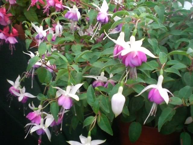 FUCHSIASWISLEY054.jpg