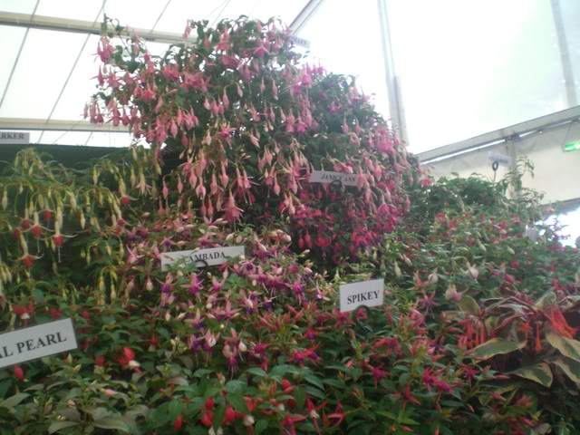 FUCHSIASWISLEY057.jpg