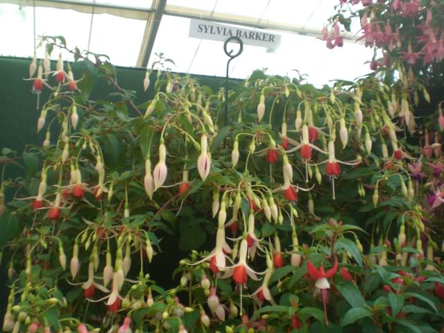 FUCHSIASWISLEY058.jpg