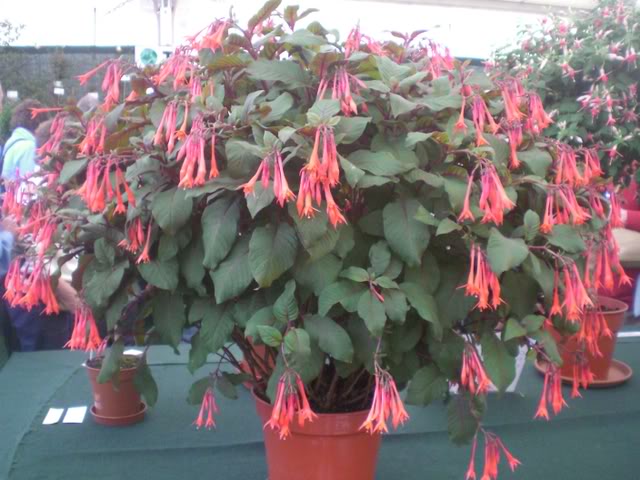 FUCHSIASWISLEY060.jpg