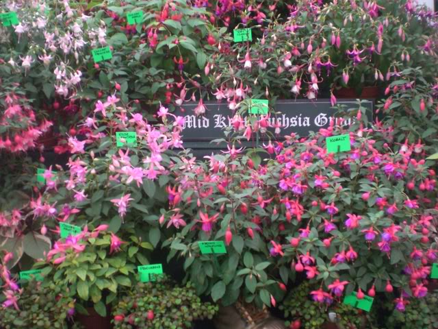 FUCHSIASWISLEY061.jpg