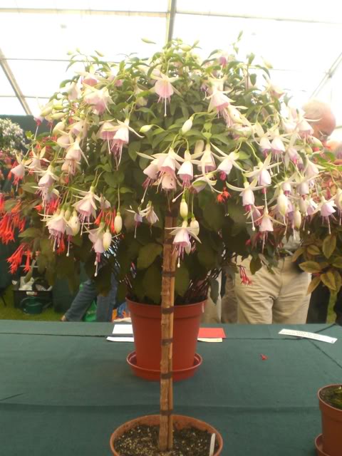 FUCHSIASWISLEY063.jpg