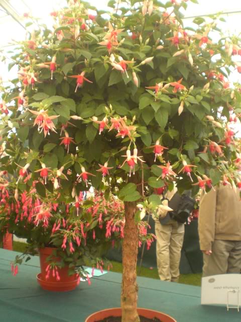 FUCHSIASWISLEY065.jpg