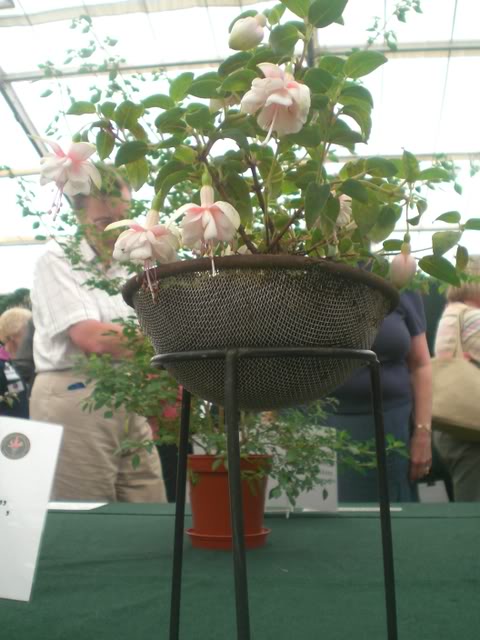 FUCHSIASWISLEY067.jpg