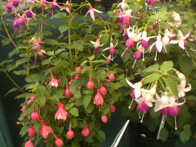 FUCHSIASWISLEY070.jpg