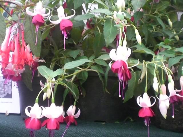 FUCHSIASWISLEY071.jpg