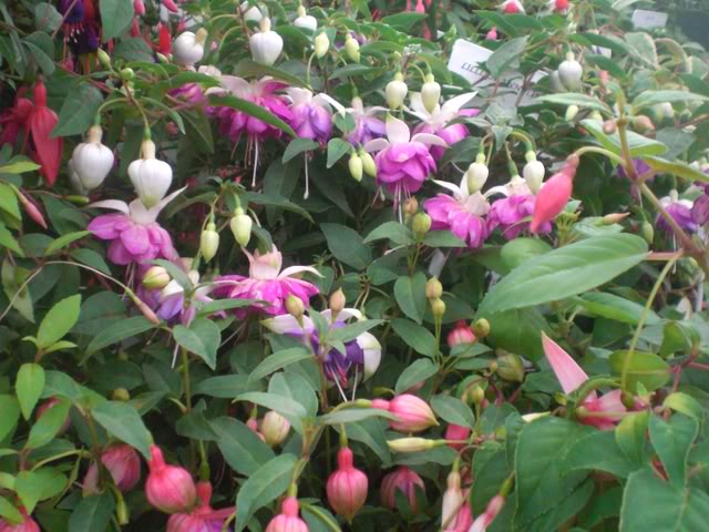 FUCHSIASWISLEY074.jpg