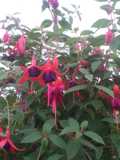 FUCHSIASWISLEY075.jpg