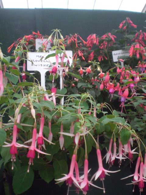 FUCHSIASWISLEY079.jpg