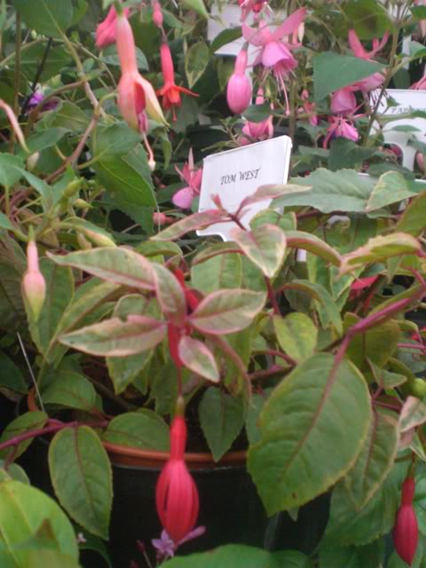 FUCHSIASWISLEY080.jpg