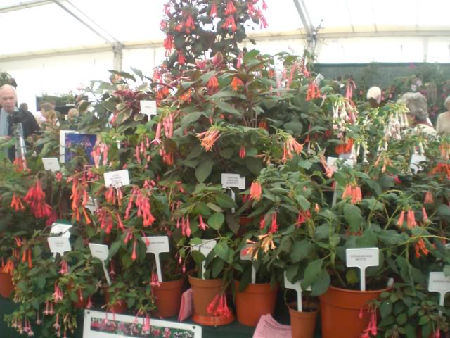 FUCHSIASWISLEY083.jpg