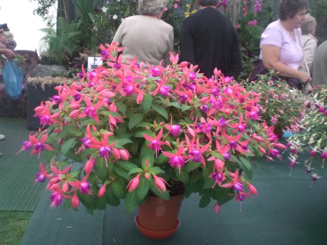 FUCHSIASWISLEY084.jpg