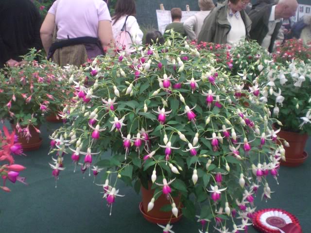 FUCHSIASWISLEY085.jpg