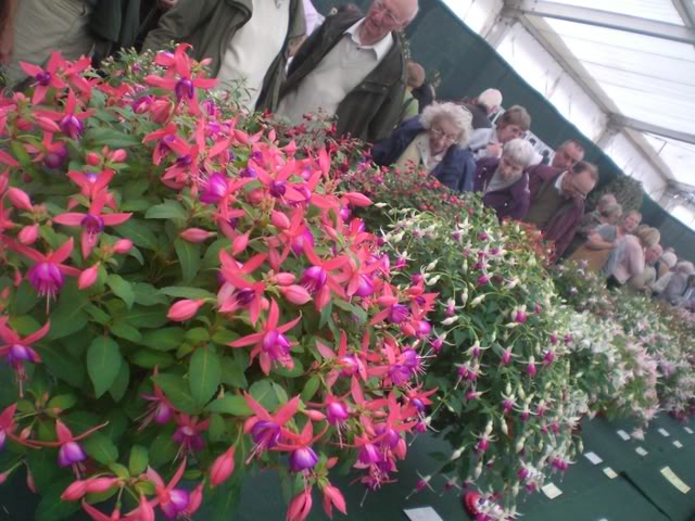 FUCHSIASWISLEY086.jpg