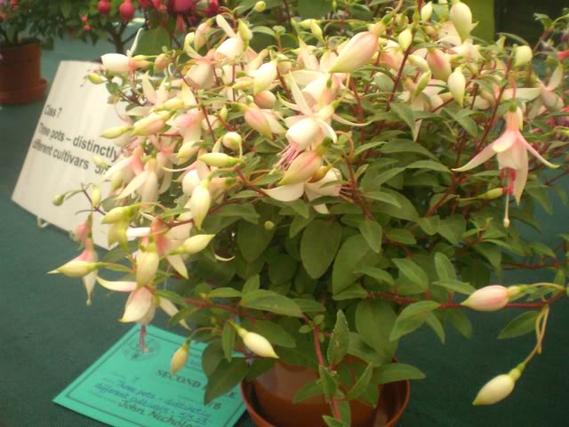 FUCHSIASWISLEY088.jpg