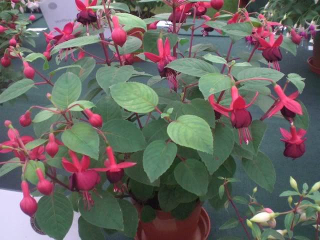 FUCHSIASWISLEY090.jpg