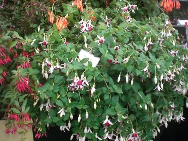FUCHSIASWISLEY091.jpg