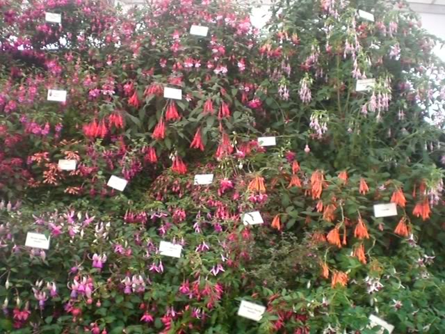 FUCHSIASWISLEY092.jpg