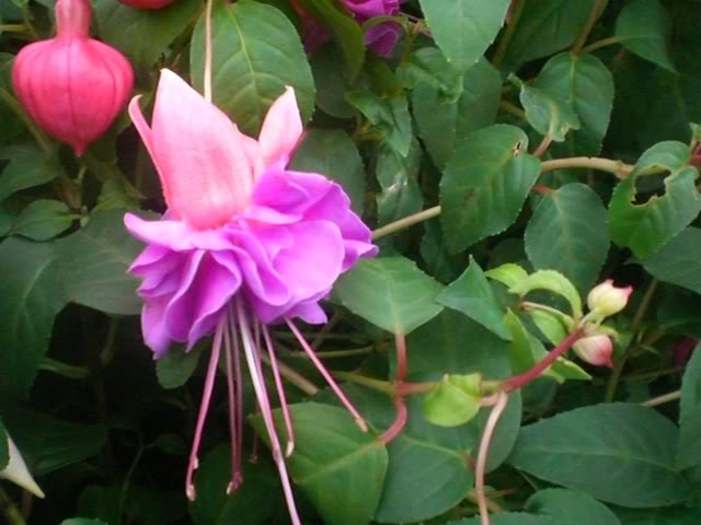 FUCHSIASWISLEY098.jpg