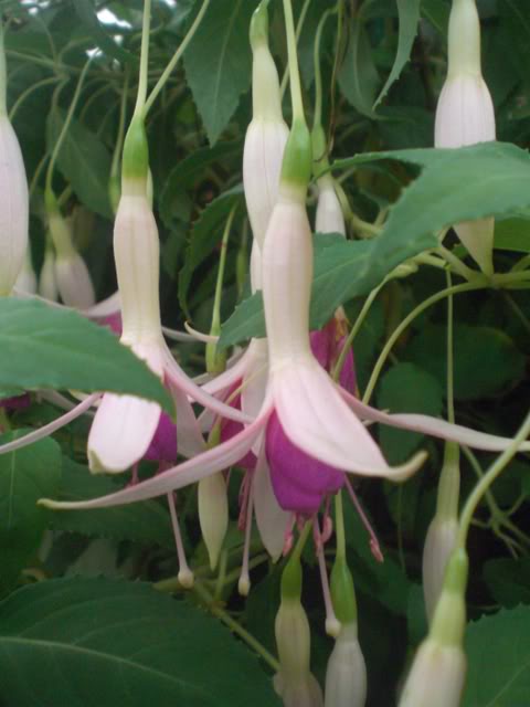 FUCHSIASWISLEY099.jpg