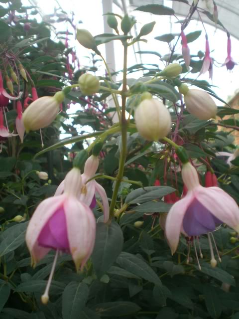 FUCHSIASWISLEY112.jpg