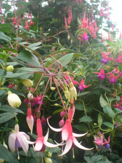 FUCHSIASWISLEY113.jpg