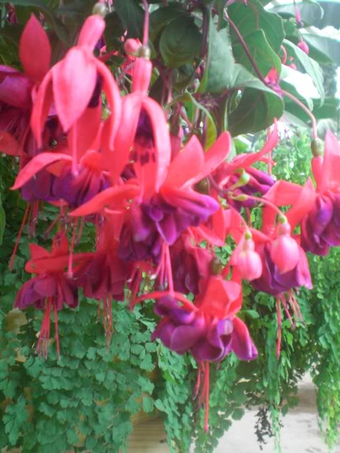 FUCHSIASWISLEY114.jpg