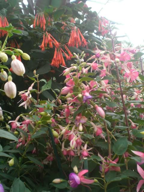 FUCHSIASWISLEY116.jpg