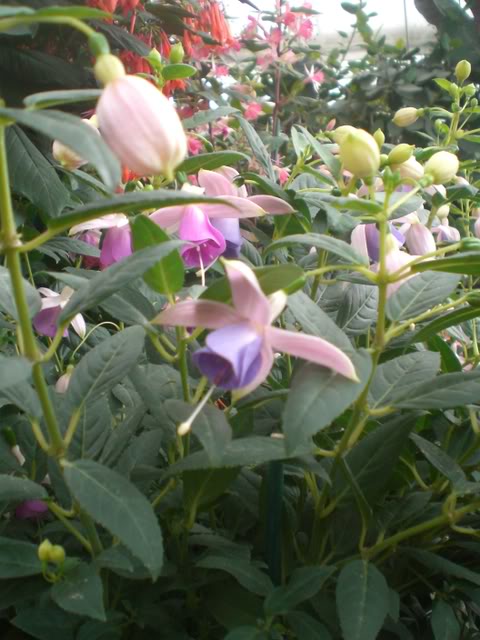 FUCHSIASWISLEY117.jpg