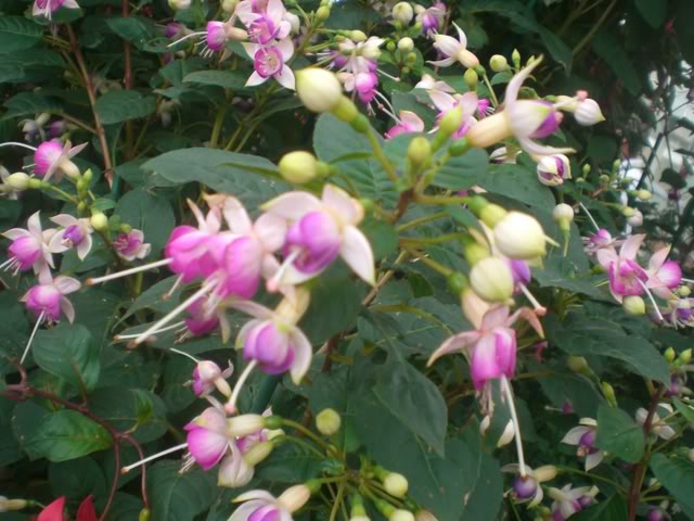 FUCHSIASWISLEY118.jpg