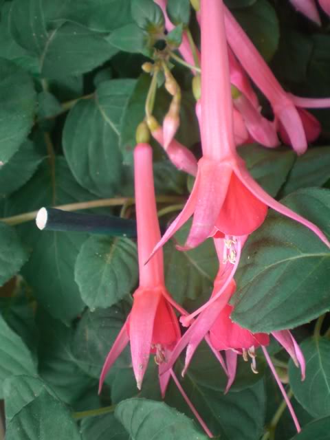 FUCHSIASWISLEY120.jpg