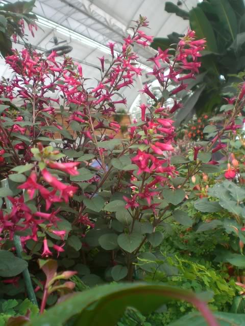 FUCHSIASWISLEY122.jpg
