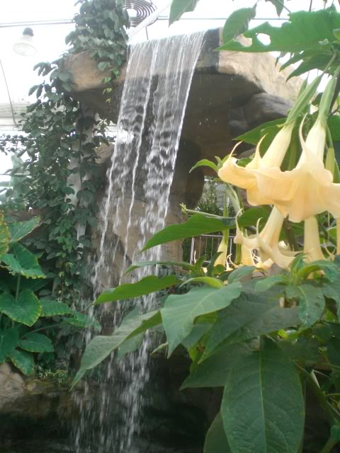 FUCHSIASWISLEY123.jpg