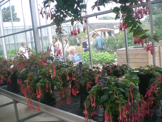 FUCHSIASWISLEY126.jpg