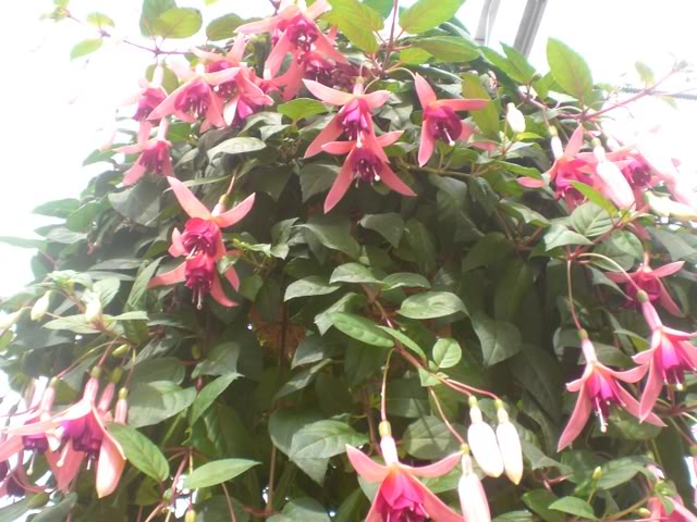 FUCHSIASWISLEY128.jpg