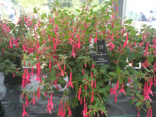 FUCHSIASWISLEY129.jpg