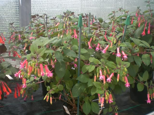 FUCHSIASWISLEY130.jpg