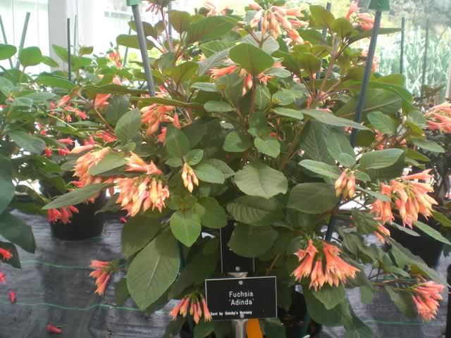 FUCHSIASWISLEY131.jpg