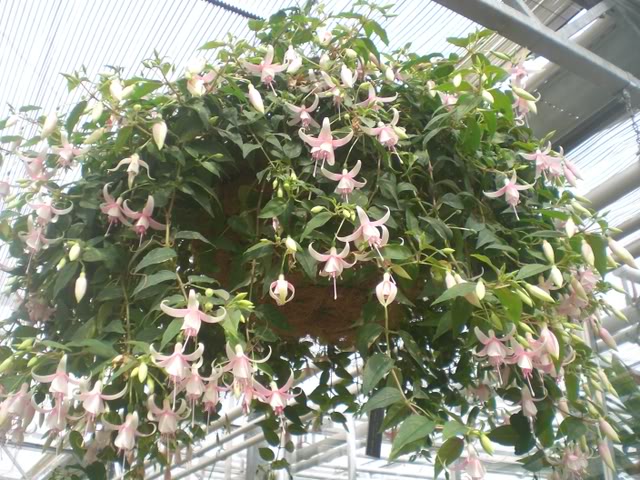 FUCHSIASWISLEY132.jpg