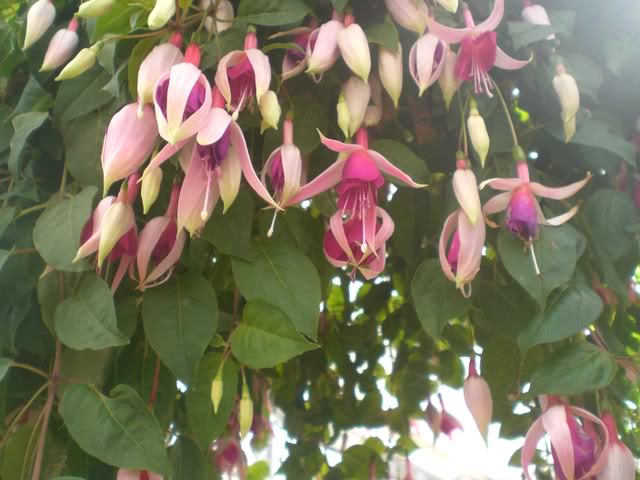 FUCHSIASWISLEY134.jpg