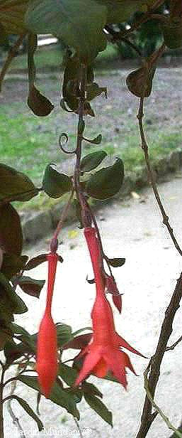 fuchsiatriphylla.jpg