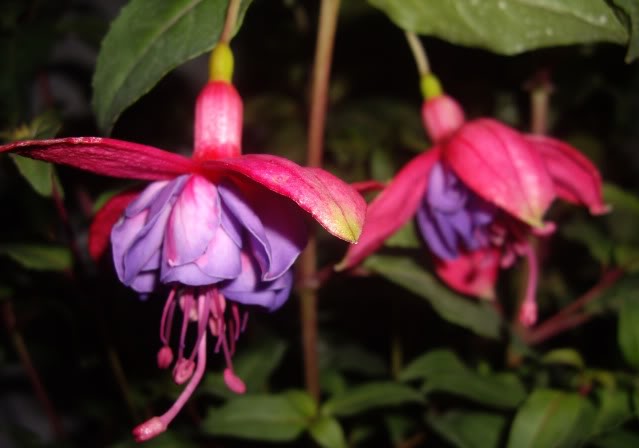 FuchsiaWistonChurchill3.jpg