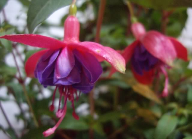 FuchsiaWistonChurchill4.jpg