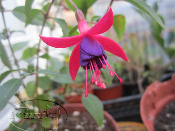 fucksia.jpg
