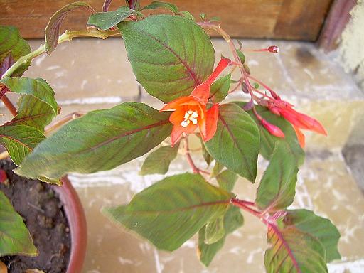 fucschia.JPG