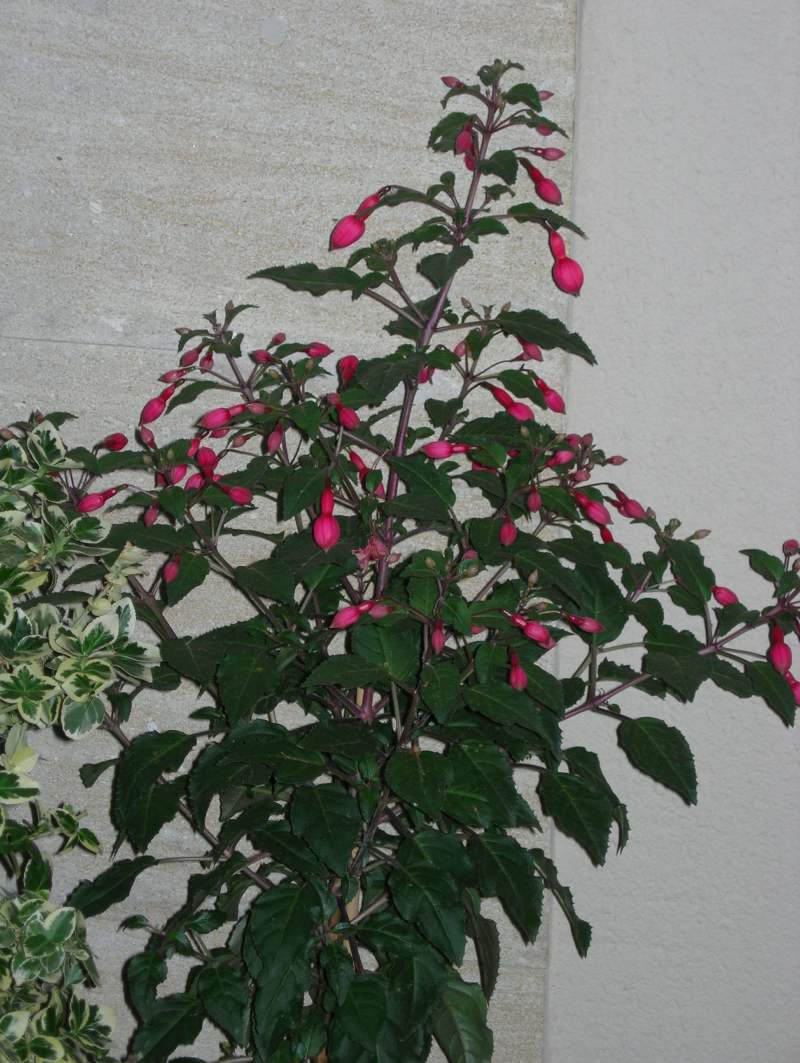 FUCSIA%20CHICA%20MAYO%202006.JPG