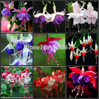 fucsia-bonsais-flores-linterna-flores-semillas-fucsia-100-pcs.jpg