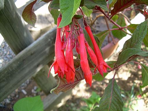 Fucsia.JPG