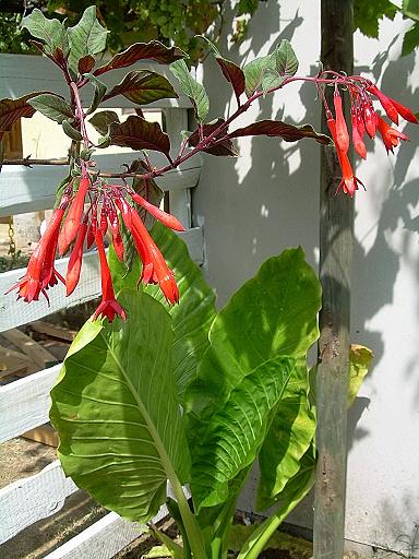 fucsia y....JPG