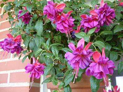fucsia1.JPG